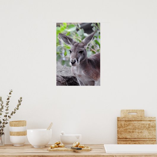 Poster Red Kangaroo (Cuisine)