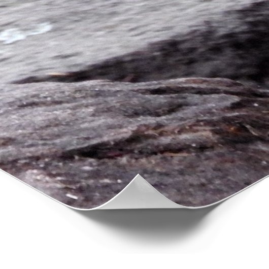 Poster Red Kangaroo (Coin)