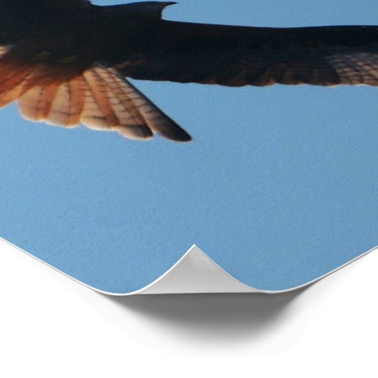 Poster Red Kite (Coin)