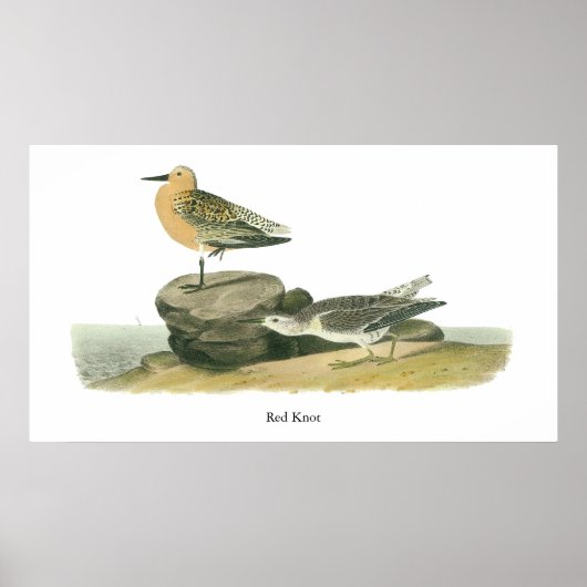 Poster Red Knot, John Audubon (Devant)