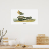 Poster Red Knot, John Audubon (Cuisine)