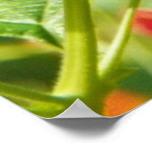 Poster RED LANTANA (Coin)