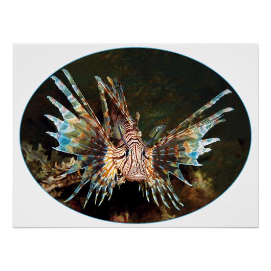 Poster Red Lionfish, Raja Ampat - Design photographique | (Devant)