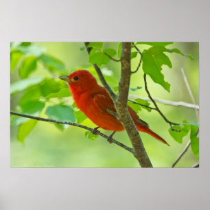 Poster Red Male Summer Tanager dans l'affiche de la forêt