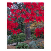 Poster Red Maple Leaves in a Japanese Garden (Devant)