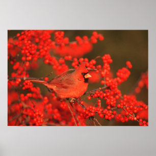 Poster Red Northern Cardinal