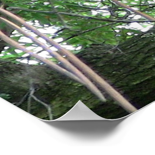 Poster Red Panda (Coin)