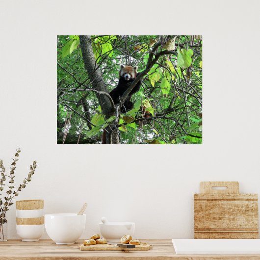 Poster Red Panda (Cuisine)