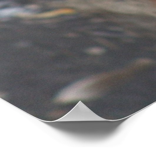 Poster Red Panda (Hoek)