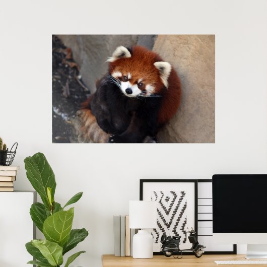 Poster Red Panda (Bureau à domicile)