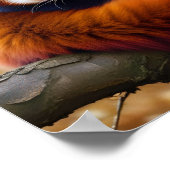 Poster Red Panda Animal Nature Faune Affection Soin (Coin)