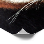 Poster Red Panda, Zoo de Taronga, Sydney, Australie (Coin)