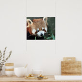 Poster Red Panda, Zoo de Taronga, Sydney, Australie (Cuisine)