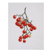 Poster Red Peppercorns - Botanical Study 1 (Devant)