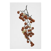 Poster Red Peppercorns - Botanical Study 3 (Devant)