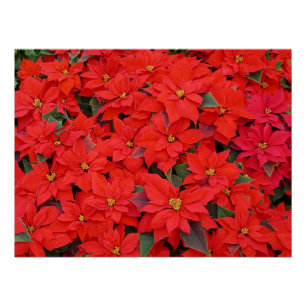 Poster Red Poinsettias I Christmas Holiday Floral Photo