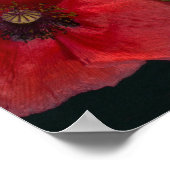 Poster Red Poppies (Coin)