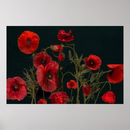 Poster Red Poppies (Devant)