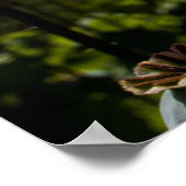 Poster Red Poppies (Coin)