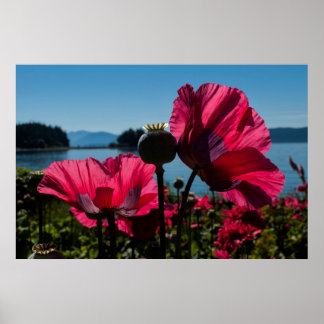Poster Red Poppies