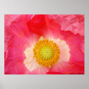 Poster Red Poppies estampes Oriental Poppy Flowers