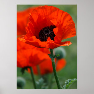 Poster Red Poppy