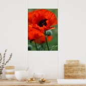 Poster Red Poppy (Cuisine)