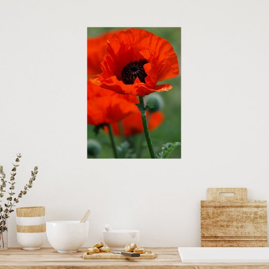 Poster Red Poppy (Cuisine)