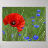 Poster Red Poppy (Devant)