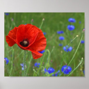 Poster Red Poppy