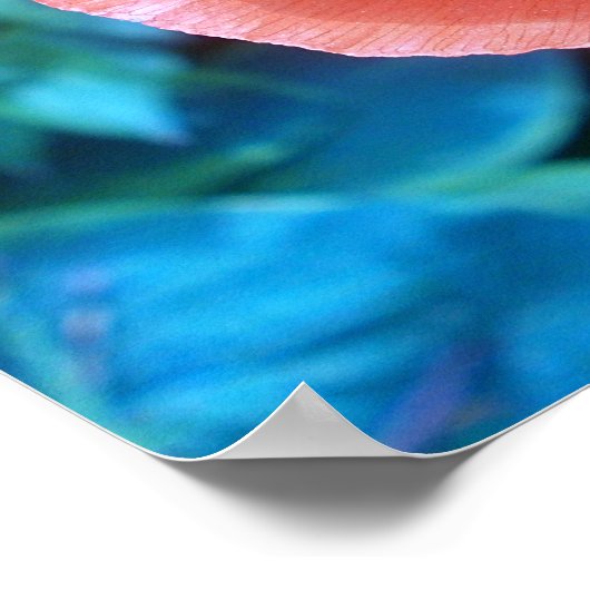 Poster Red Poppy. (Coin)