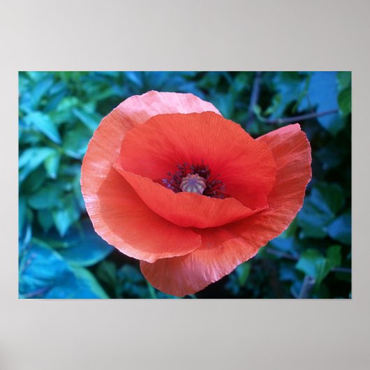 Poster Red Poppy. (Devant)