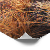 Poster Red Rock (Coin)