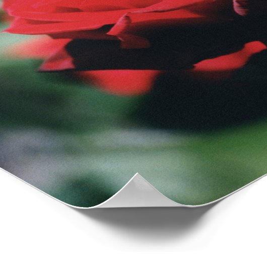 Poster Red Rose (Coin)