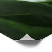 Poster Red rose (Coin)