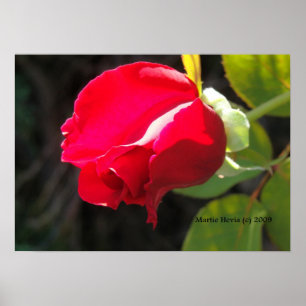Poster Red Rose Bud Print - Select Your Frame