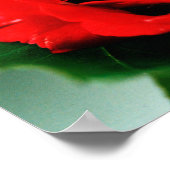 Poster Red Rose Love (Coin)