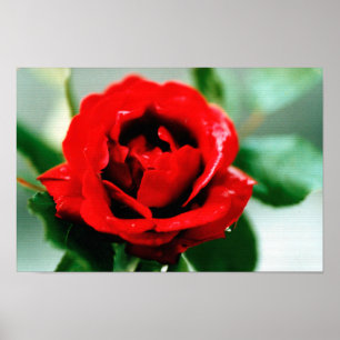 Poster Red Rose Love