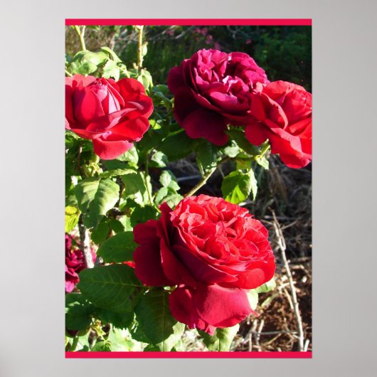 Poster Red Rose Roses Flower Floral Garden Eugene Furst (Devant)
