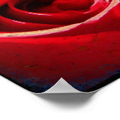 Poster Red Rose TTV (Coin)