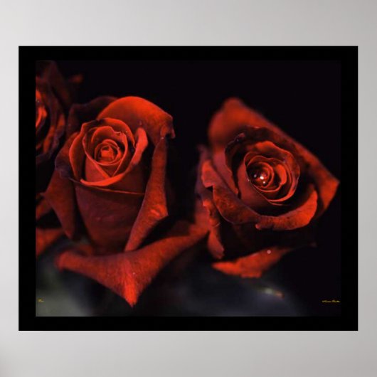 Poster Red Roses (Devant)