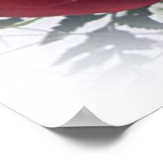 Poster Red Roses (Coin)