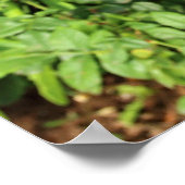 Poster Red Roses (Coin)