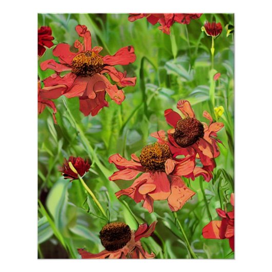 POSTER RED RUDBECKIA FLOWERS (Devant)