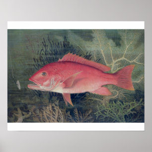 Poster Red Snapper, de 'Game Fishes of the United State