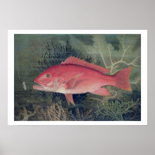Poster Red Snapper, de 'Game Fishes of the United State (Devant)