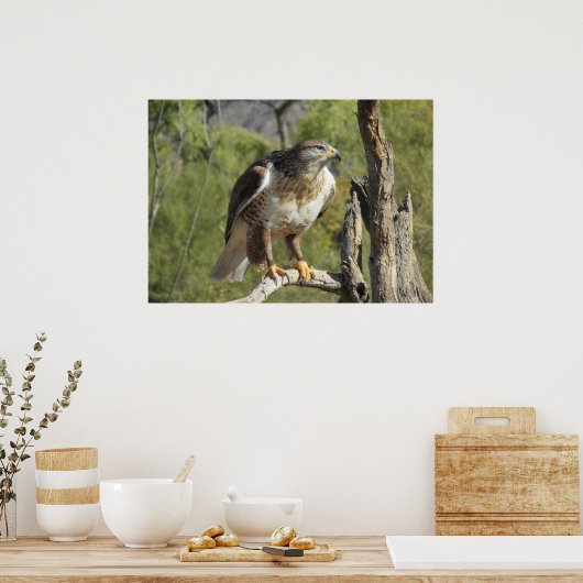 Poster Red Tail Hawk (Cuisine)