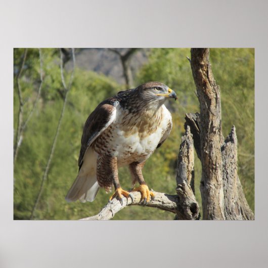 Poster Red Tail Hawk (Devant)