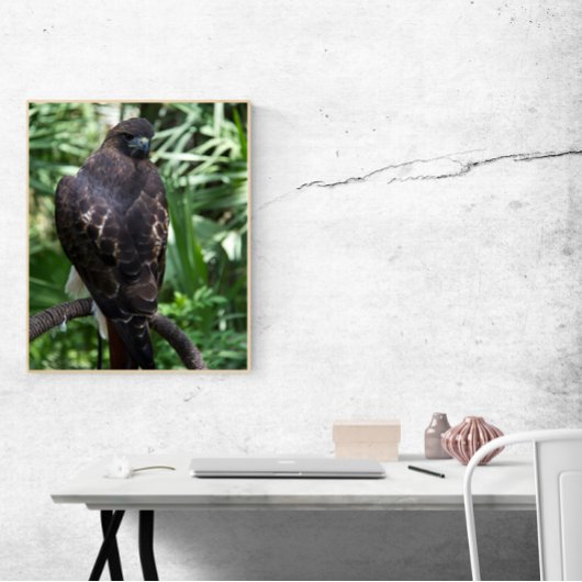 Poster Red Tail Hawk Bird Photo