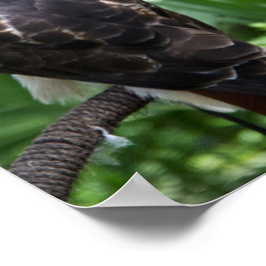 Poster Red Tail Hawk Bird Photo (Coin)